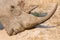 Close-up of a white rhino head with a tough wrinkled skin