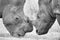 Close-up of a white rhino head with tough wrinkled skin