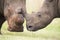 Close-up of a white rhino head with tough wrinkled skin