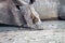 Close up of a White rhino laying down