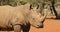 Close-up of a white rhinoceros