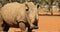 Close-up of a white rhinoceros