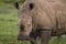 Close up a white rhinoceros