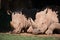 Close-up of white rhinoceros in leafy shade