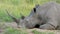 Close-up of a white rhinoceros resting