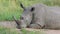 Close-up of a white rhinoceros resting