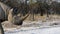 Close up of White Rhinoceros walking in front of our car in Etosha, Namibia.