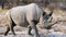 Close up of White Rhinoceros walking in front of our car in Etosha, Namibia.