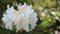 Close up of white rhododendron flower with buds trembling on the wind