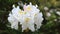 Close up of white rhododendron flower trembling on the wind. Big white flower on the left side