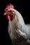 close up of white rooster on black background