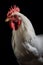 close up of white rooster on black background generative AI