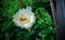 Close-up of a white rose