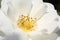 Close up of white rose bloom with pistol, stamen, and pollens