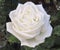 Close-up of white rose blooming in spring. Used for ornamental gardening. Floral background