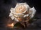 Close-Up of White Rose Petals Illuminated by Soft Candlelight on Black Background. Generative Ai