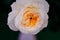 Close up of white rose with petals softened on blur nature background. Royalty high-quality free stock image of flowers.