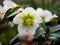 Close-up of white round flower of Christmas Rose or Helleborus niger