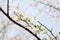 Close up white sakura flower blossom on tree in spring seasonal,natural background