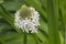 Close up of white scilla peruviana