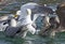 Close Up White Seagull In Flock On Water