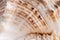 Close-up white seashell wavy texture with relief brown strips.