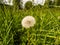 Close-up of white seeded dandelion plant head composed of pappus dandelion seeds in the meadow