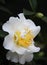 Close up of a White Setsugekka Camellia Flower