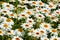 Close up of white shasta daisies