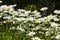 Close up of white shasta daisies