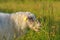 Close up of a white sheep eating tall straws of grass