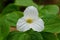 Close up of the white Showy Trillium flower at full bloom