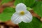 Close up of the white Showy Trillium flower at full bloom in the Spring