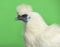 Close-up of a White Silkie hen against green background