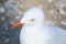 Close up white Silver cute seagull bird in Australia.