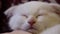 Close up white sleeping scottish fold kitten lies on human hands