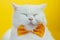 Close-up of white sleepy cat in yellow bowtie. Studio portrait. Luxurious domestic kitty poses on colorful wall