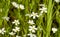Close-up white small wildflowers