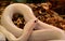 Close up of a white snake in terrarium