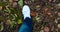 Close up of white sneakers shoes man walking top view on carpet of colorful