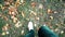 Close up of white sneakers shoes man walking top view on carpet of colorful autumn leaves and