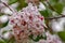 Close-up of a White Snowball Flowers - viburnum carlesii