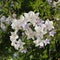 Close-up of white Solanum jasminoides flowers