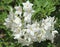 Close-up of white Solanum jasminoides flowers