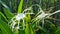 Close up of white spider lily flower or hymenocallis littoralis in the garden