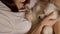 Close up of white spitz lying on woman. Unknown female stroking relaxed dog.