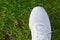 Close up of a white sports shoe, trainer, runner on grass background. Ready to run, business kick off concept