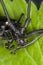 Close up of a White-spotted Sawyer on gree leaf