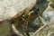 Close-up of a White-stalked hermit crab.