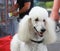 Close up of White Standard Poodle